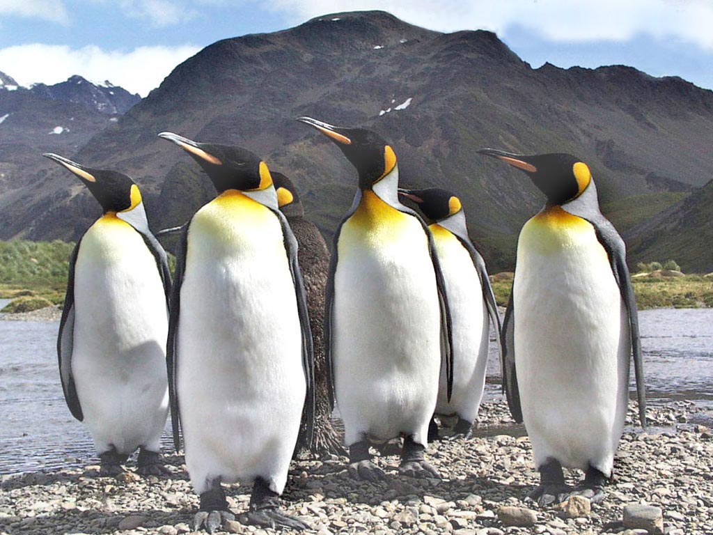 非洲企鹅驴电话 库存图片. 图片 包括有 双翼飞机, 逗人喜爱, 海洋, 不能飞行, 呼叫, 购买权, 男性 - 84477253